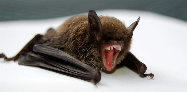 Bat Removal Bat Removal