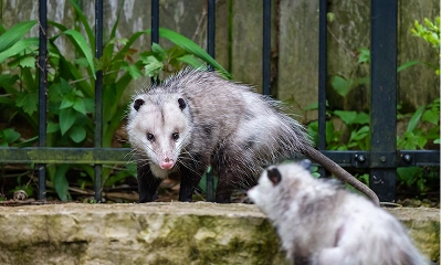 Opossums_Removal Opossums
