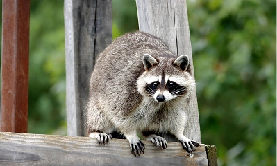 Raccoons_Removal Raccoons