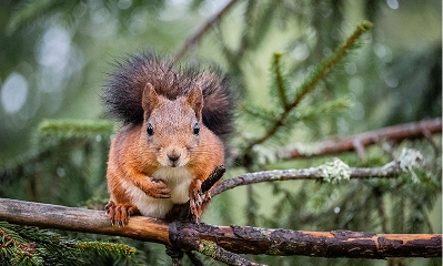 RedandGrey_Squirrels_Removal Redand Grey Squirrels
