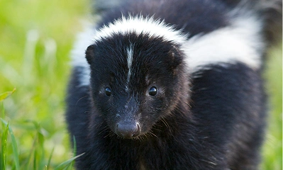 Skunk_Removal Skunk