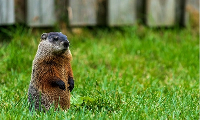 Woodchucks_Removal Woodchucks